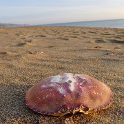 CoastCamp 042 : CoastCamp